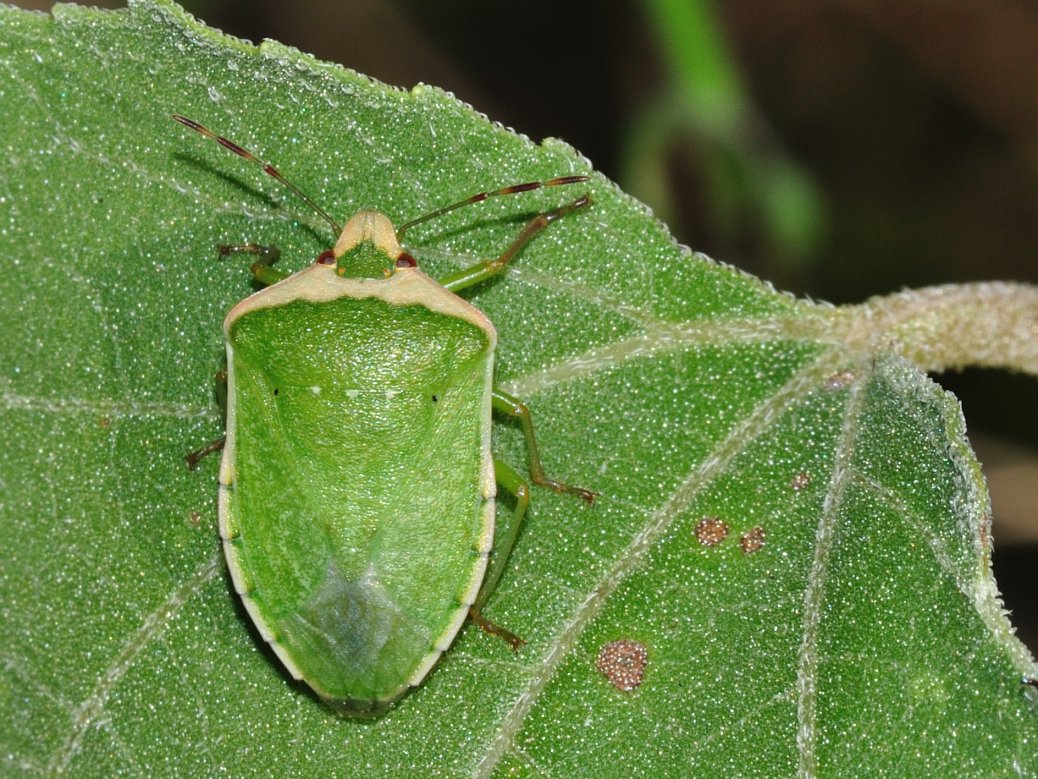 Nezara viridula f. torquata